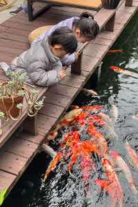 喺肇慶星湖旁嘅民宿，品茶餵魚兩不誤