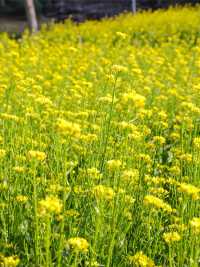 園博苑1-2月賞花攻略春節限定別錯過