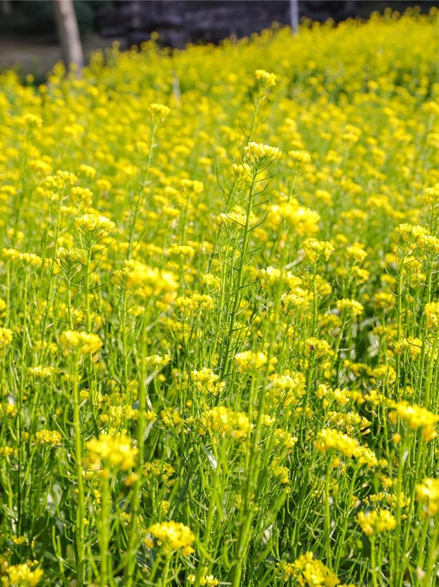 園博苑1-2月賞花攻略春節限定別錯過