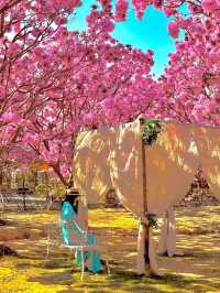 江門綠美生態園🌸 广东紫花風鈴木盛開，冬日如春！