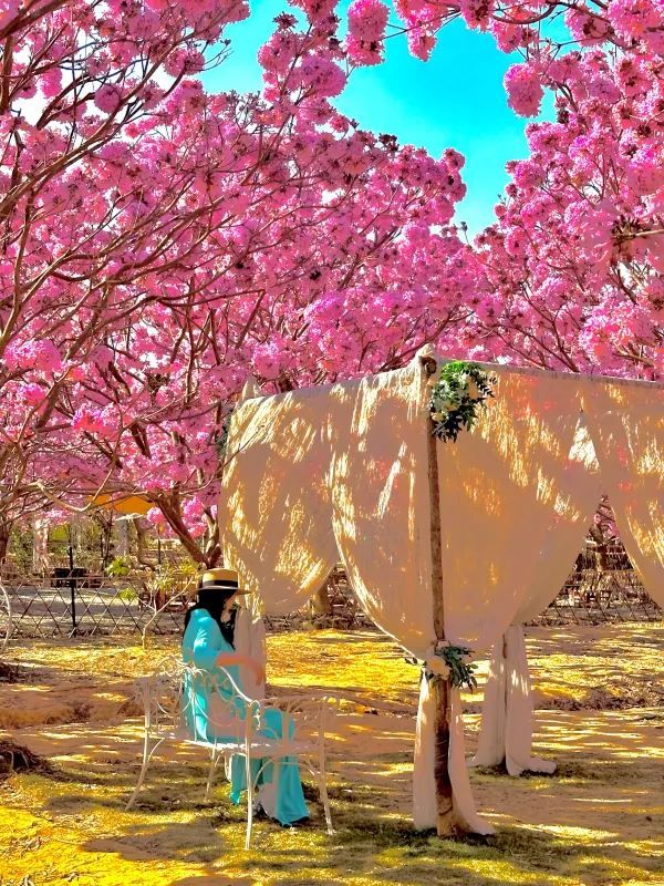 江門綠美生態園🌸 广东紫花風鈴木盛開，冬日如春！
