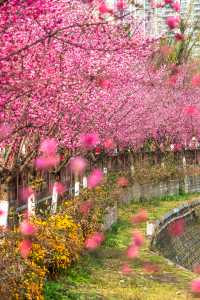 成都｜今日實拍！望江樓公園的梅花已經開爆啦