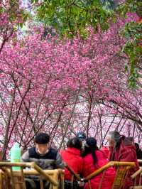 報～ 望江樓公園的梅花已到最佳觀賞期！