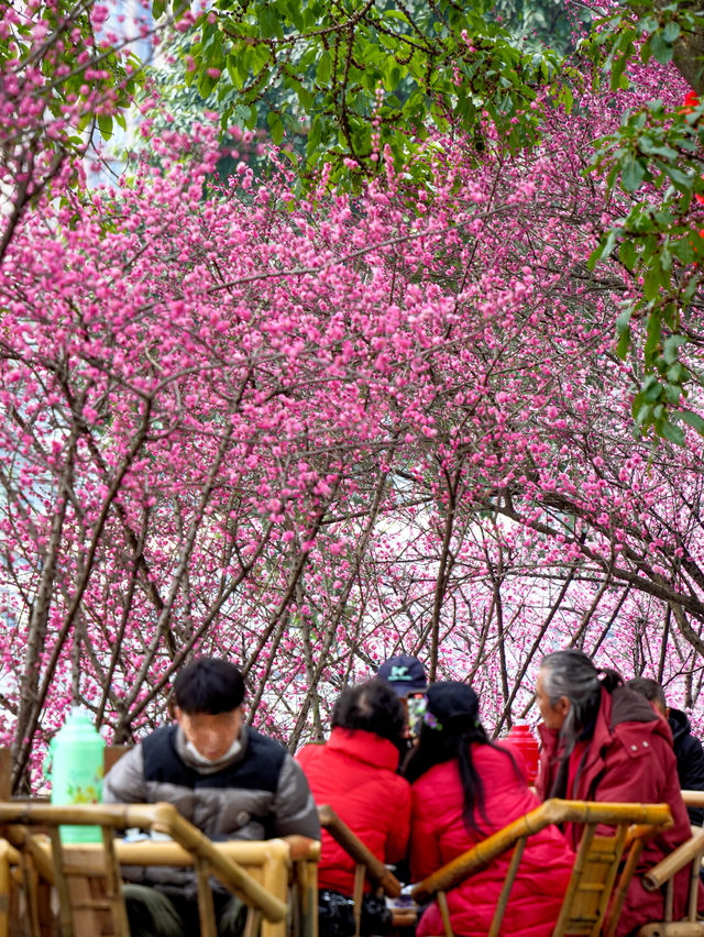 報～ 望江樓公園的梅花已到最佳觀賞期！
