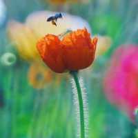 冬季花城廣州與鮮花的邂逅 