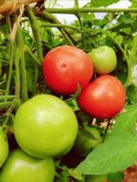 唔再內捲，去城市嘅自由撒野地