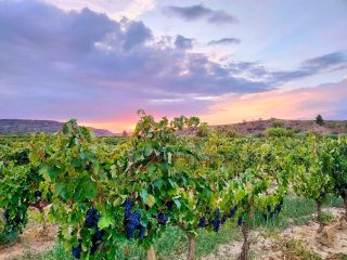 A Journey Through La Rioja: A Wine Lover's Paradise