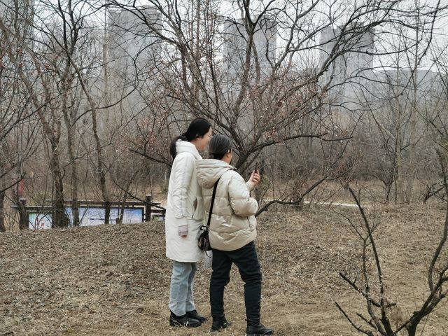 含苞待放嘅垣曲梅花園。