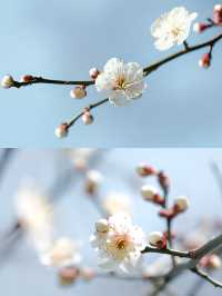 寧波賞梅一日遊‖打卡避坑攻略