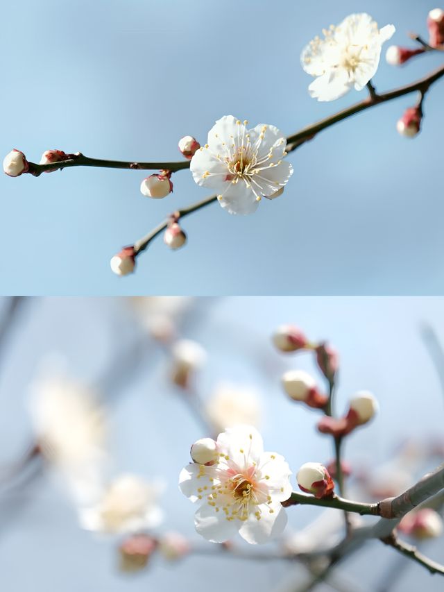 寧波賞梅一日遊‖打卡避坑攻略