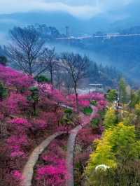 篁嶺梅花盛開（2月27號實拍）