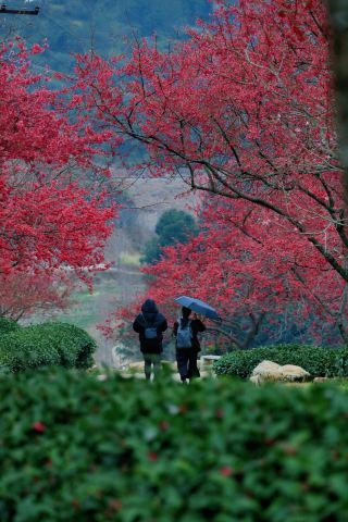 This spring, make sure you visit Fujian to enjoy the flowers!