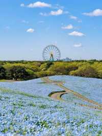 春日浪漫天花板櫻花花火一日遊｜附攻略。