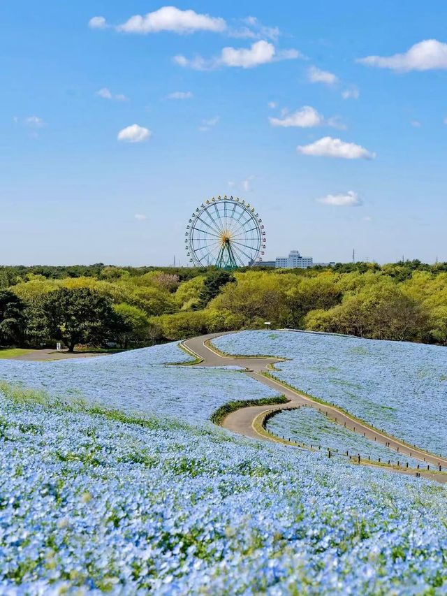 春日浪漫天花板櫻花花火一日遊｜附攻略。