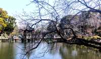 江南古典園林典範｜古猗園半日遊