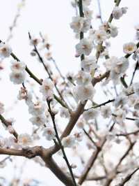 上海靜安雕塑公園梅花太頂流了