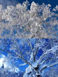 北海道滑雪推薦：全球粉雪天堂的深度攻略