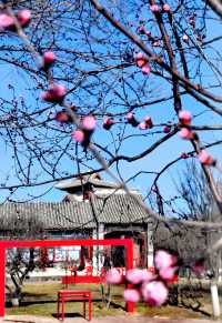 園博園春曉