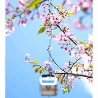 🌸🌸香港春日限定 | 東涌櫻花園🌸