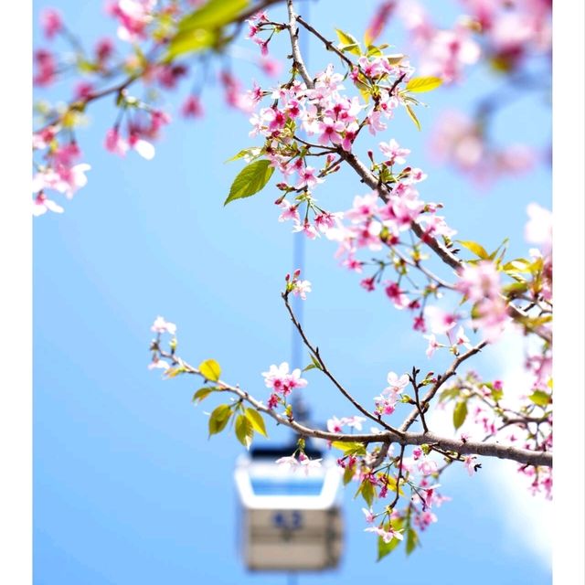 🌸🌸香港春日限定 | 東涌櫻花園🌸