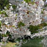 🌸札幌中島公園 | 春日必打卡嘅仙境🌸