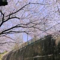 大阪超隱蔽小眾櫻花大道🌸 人少景美