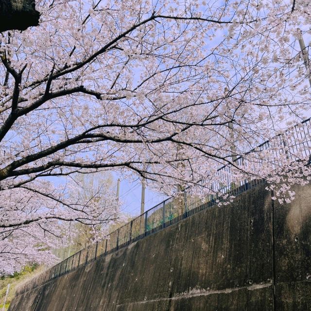大阪超隱蔽小眾櫻花大道🌸 人少景美