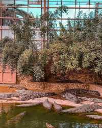 吉爾巴探索公園——鱷魚王國的奇妙探險！