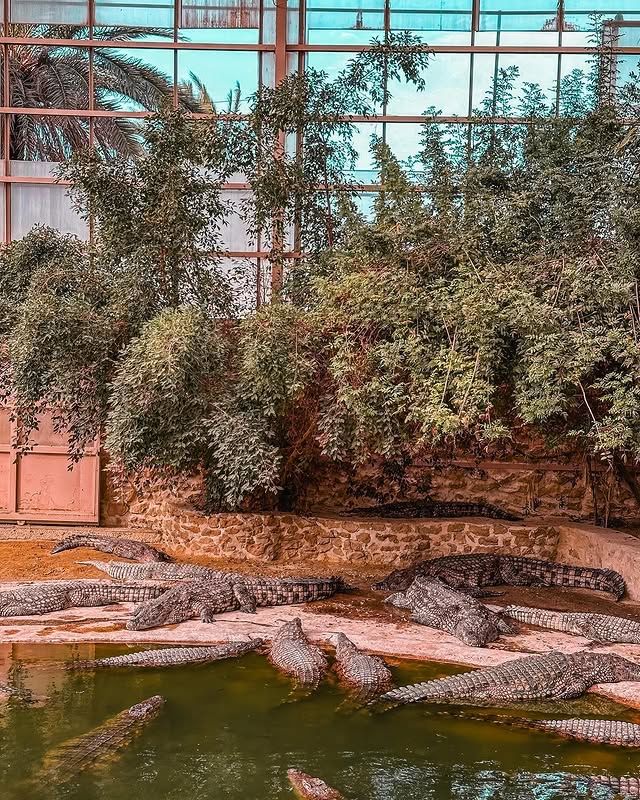 吉爾巴探索公園——鱷魚王國的奇妙探險！