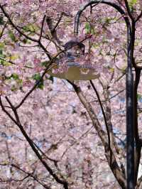 3.18櫻花實況｜我讚一萬遍，不如你來看一眼