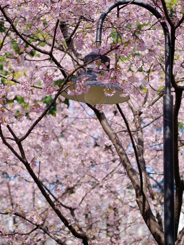 3.18櫻花實況｜我讚一萬遍，不如你來看一眼