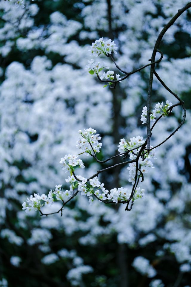 成都限定春日雪景 植物園梨花太美啦