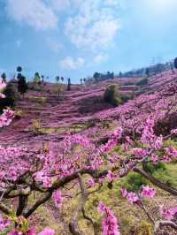 成都3月徒步桃花海｜避開人潮私藏路線