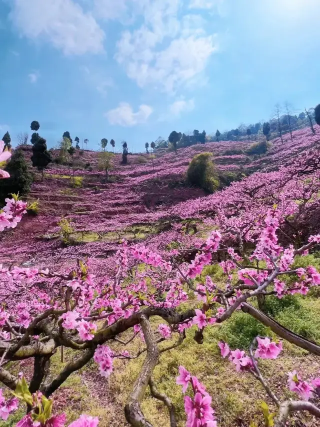 Chengdu Peach Blossom Hike in March | Avoid the Crowds with This Secret Route