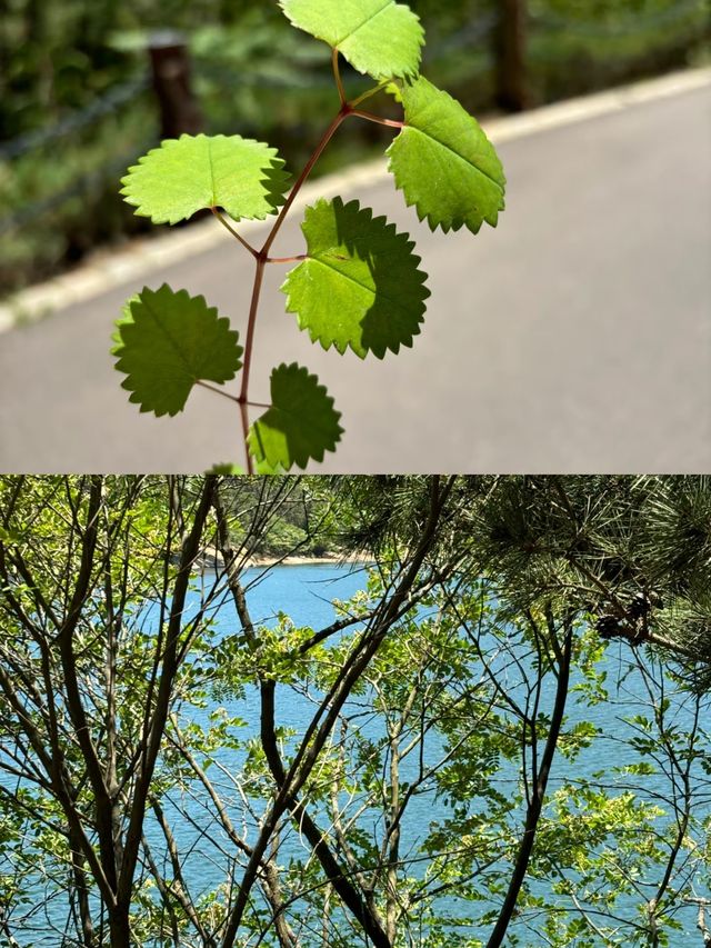 青島黃島大珠山景區也太太太美了