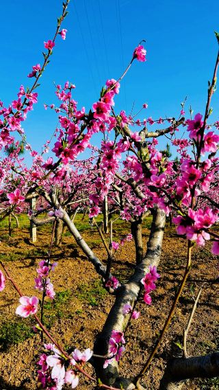 Xi'an is a great place to enjoy flowers on weekends, but you'll miss it if you go too late!