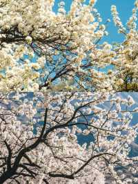 不騙你！3 - 4月的金川梨花太值得衝了