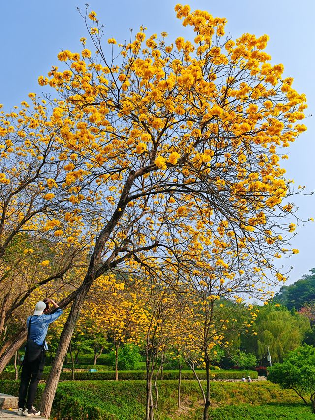 黃風鈴花開季