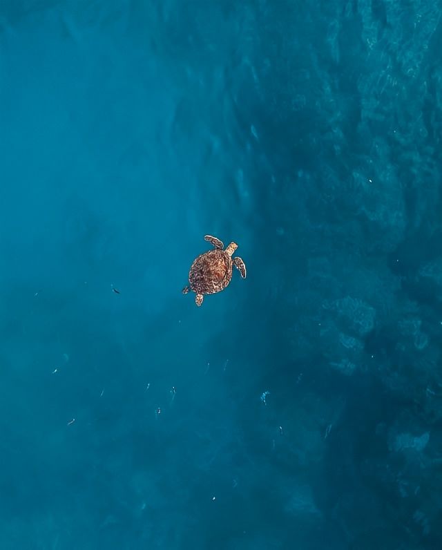 巴倫拿群島大堡礁 | 絕美珊瑚天堂！