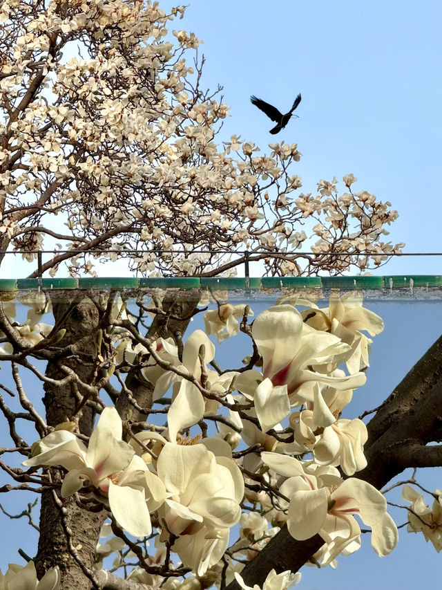 2025北京天壇公園最新保姆級攻略，拒絕踩坑