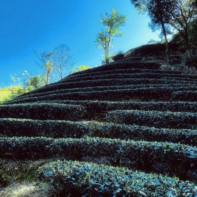🌱貓空茶園 | 臺北最治癒的吸氧地