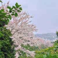 嘉義藏著個超美「粉紅村」！一秒出國賞櫻🌸