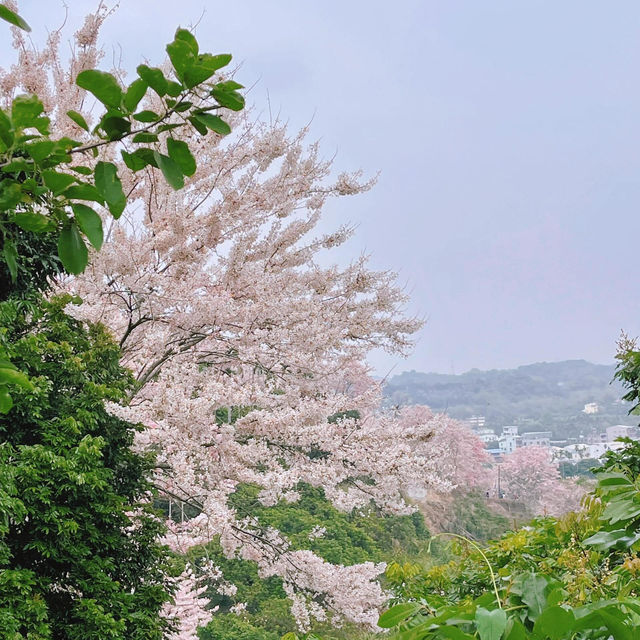 嘉義藏著個超美「粉紅村」！一秒出國賞櫻🌸