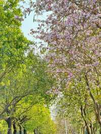 東湖公園梧桐綠道：都市綠色長廊