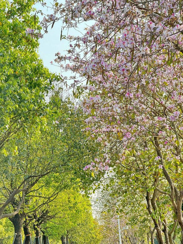東湖公園梧桐綠道：都市綠色長廊