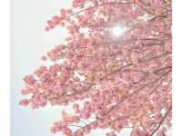 🌸在釜山民主公園，邂逅春天的粉色來信