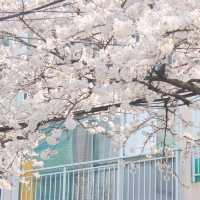 濟州島典農路🌸 限定浪漫來襲