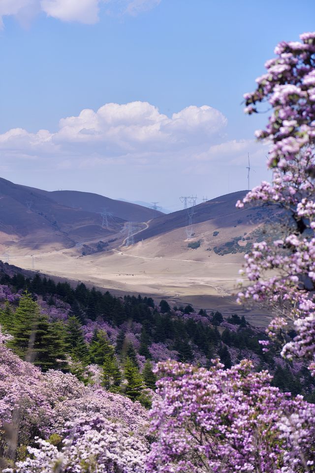 個人強推！涼山晚春限定～索瑪花海仙境