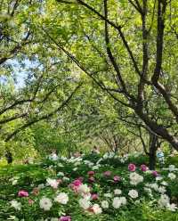 水上公園新國潮牡丹音樂派對，等你來炸場！