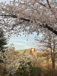 🇰🇷2025梨花女子大學櫻花季攻略